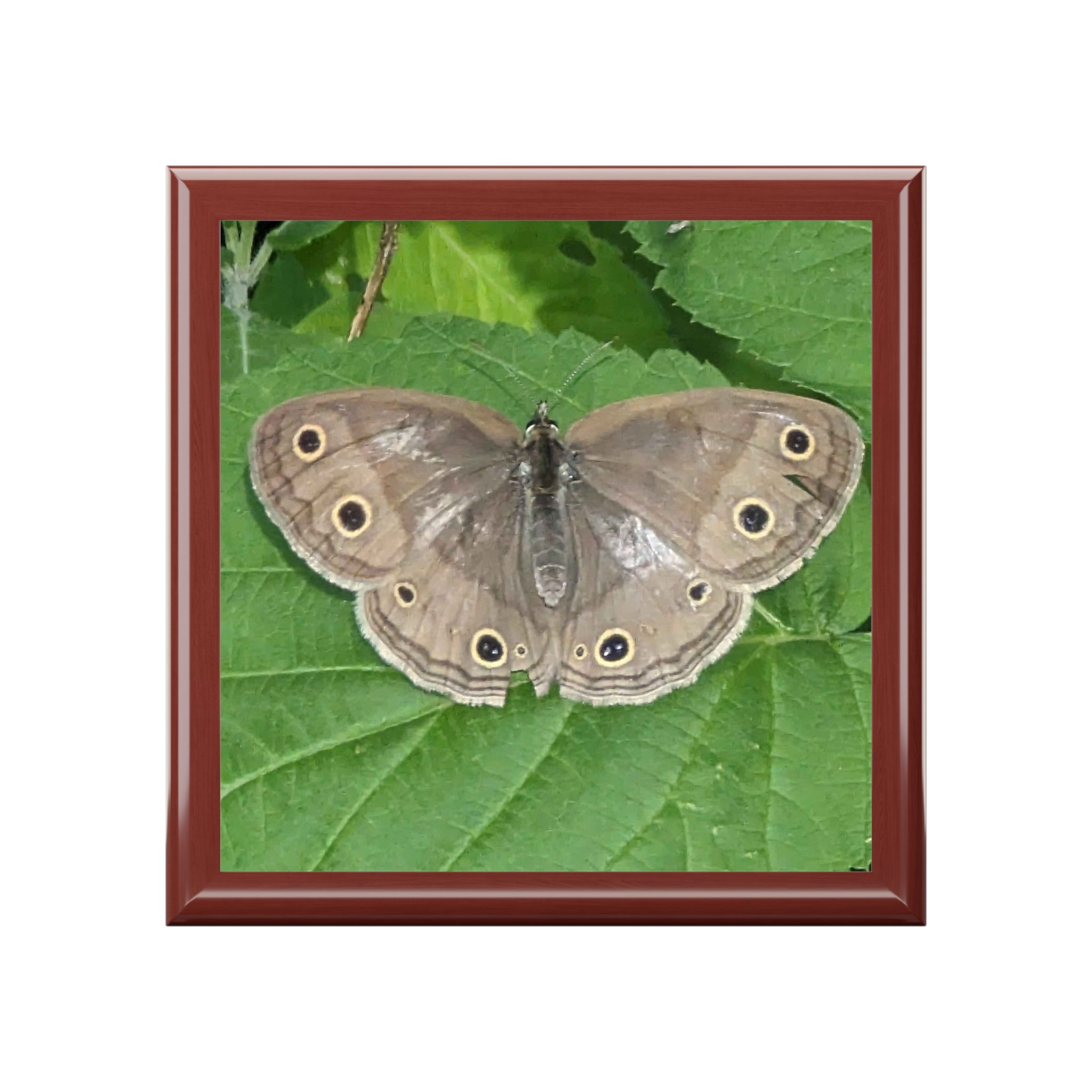 Butterfly Jewelry Box - Nature Photo Keepsake Box