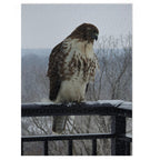 Red-Tailed Hawk Jigsaw Puzzle — Bird Photography Puzzle with Tin Gift Box