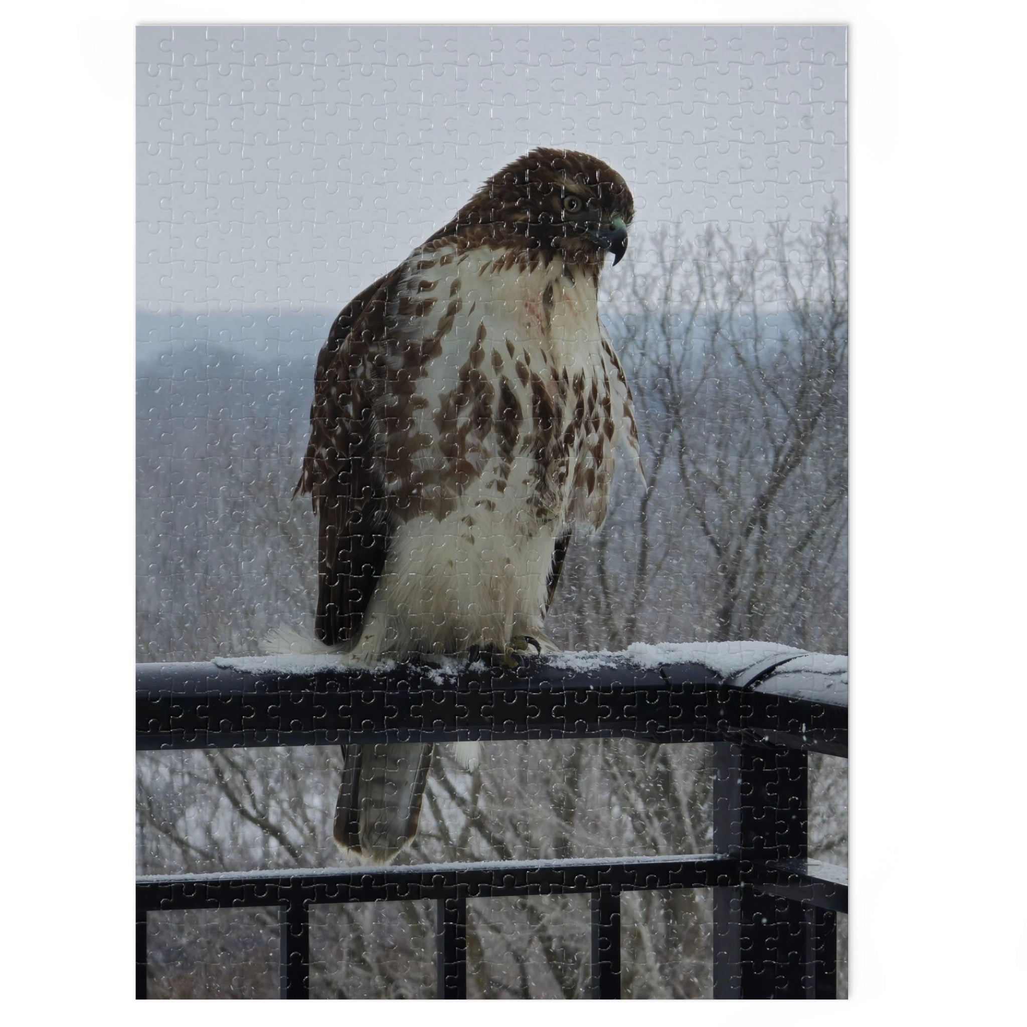 Red-Tailed Hawk Jigsaw Puzzle — Bird Photography Puzzle with Tin Gift Box