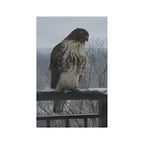 Hawk Photo Microfiber Tea Towel — Rustic Wildlife Kitchen Towel
