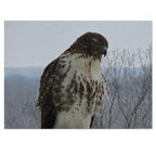 Hawk Photography Jigsaw Puzzle with Tin – Wildlife Puzzle