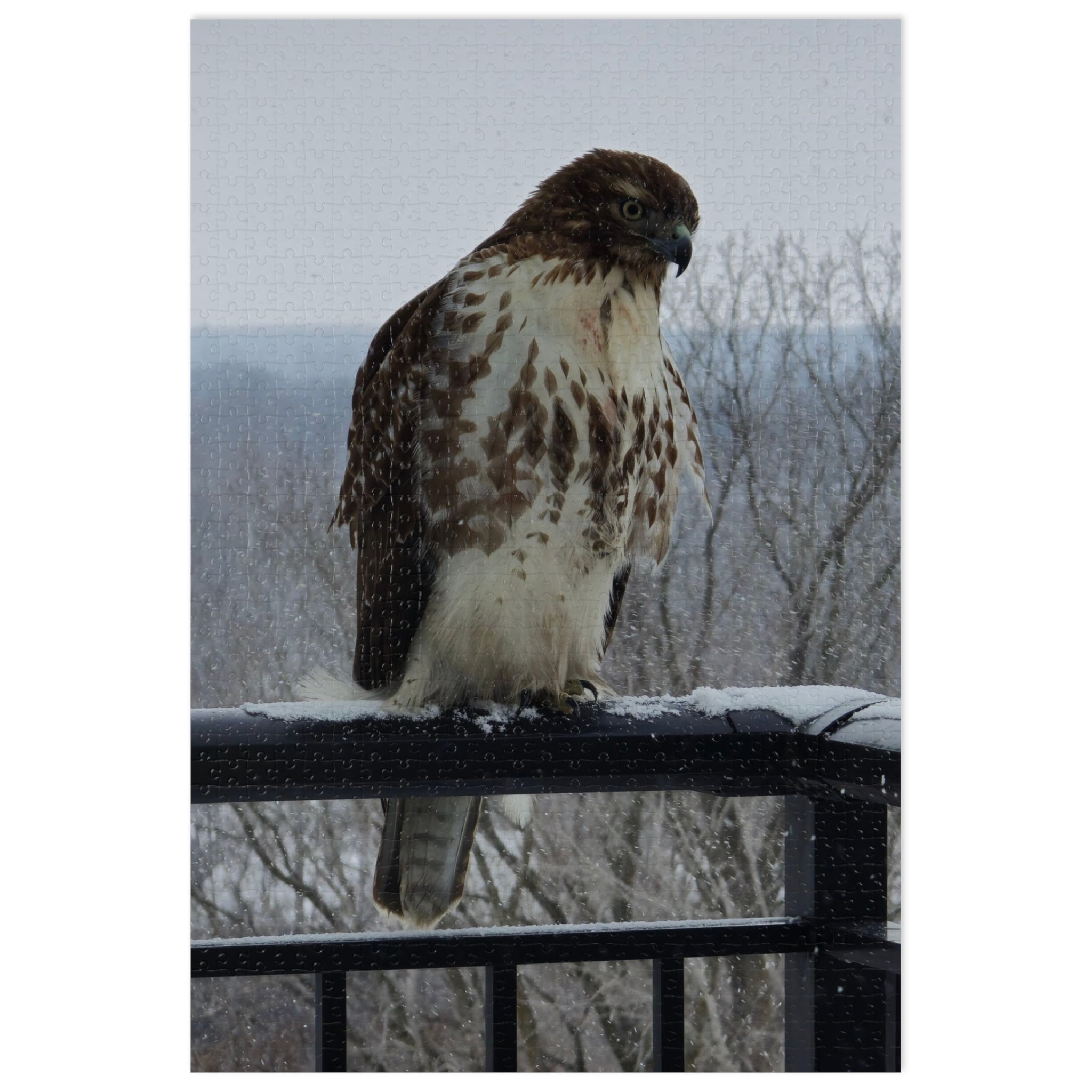 Red-Tailed Hawk Jigsaw Puzzle — Bird Photography Puzzle with Tin Gift Box