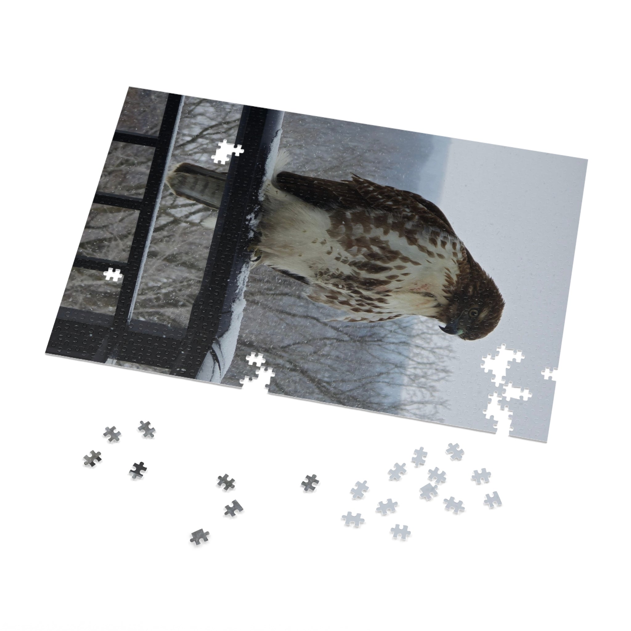Red-Tailed Hawk Jigsaw Puzzle — Bird Photography Puzzle with Tin Gift Box
