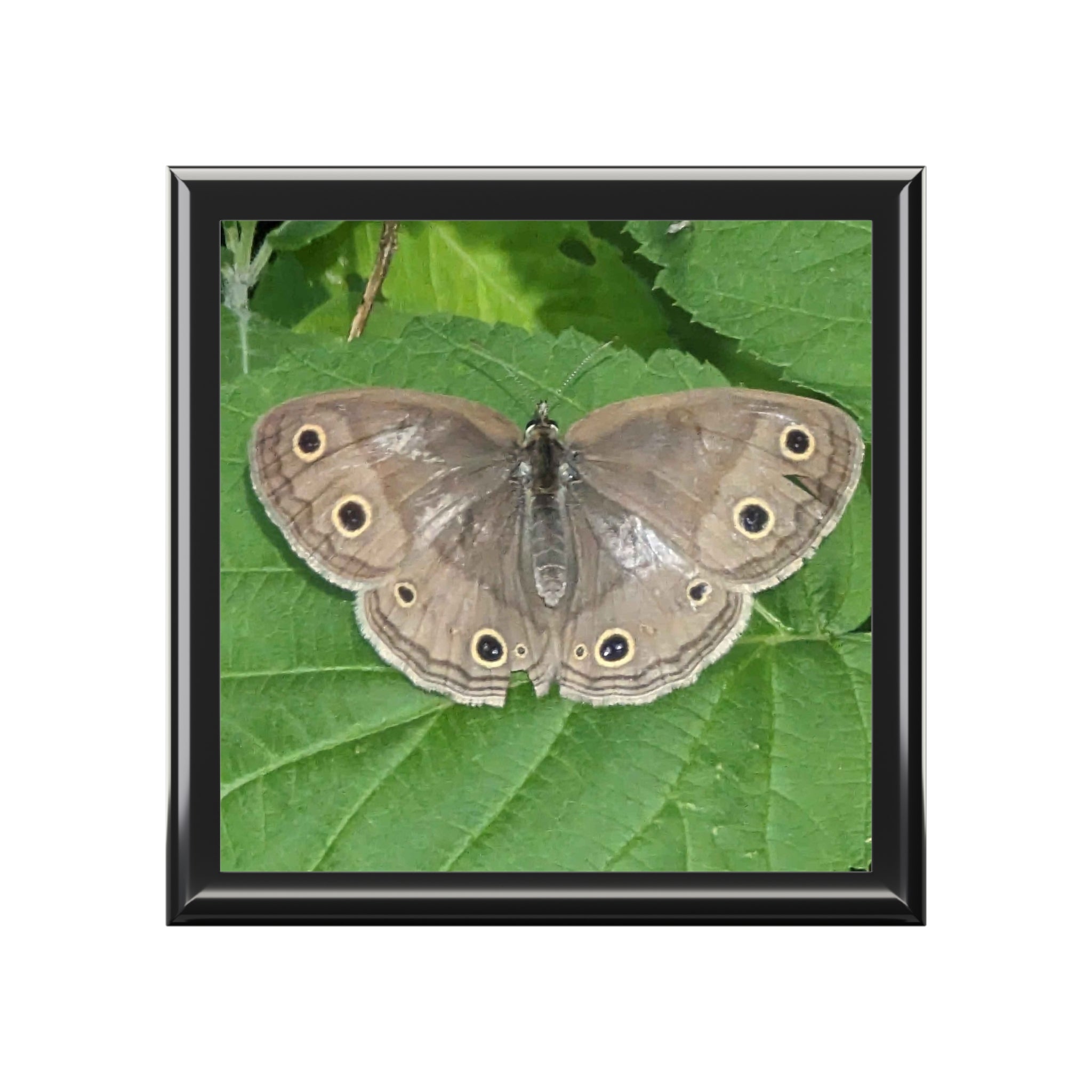 Butterfly Jewelry Box - Nature Photo Keepsake Box