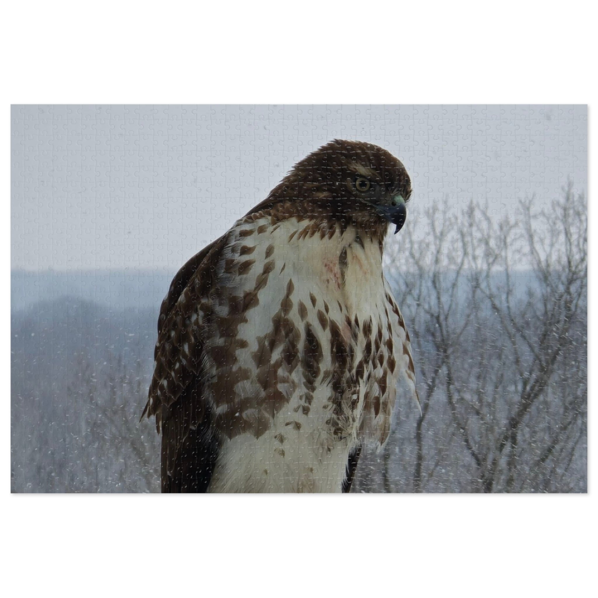 Hawk Photography Jigsaw Puzzle with Tin – Wildlife Puzzle