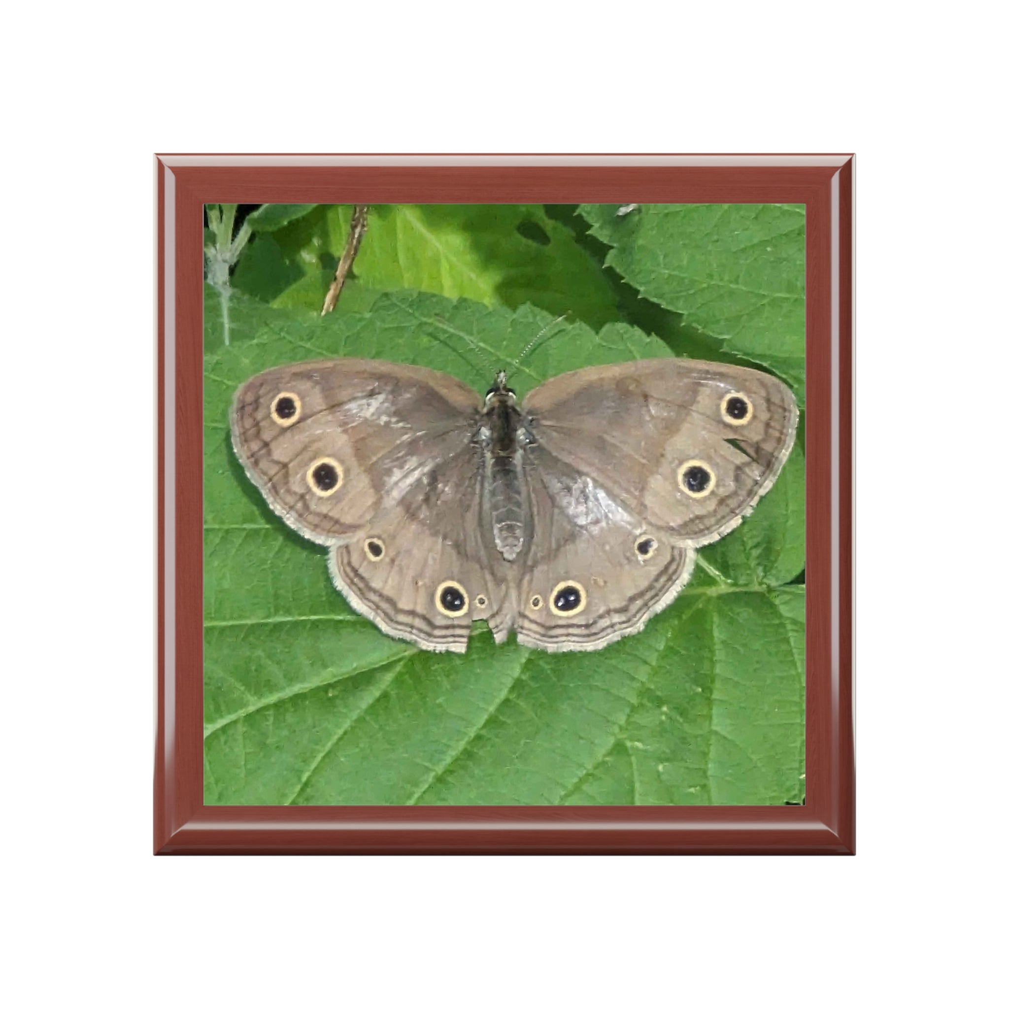 Butterfly Jewelry Box - Nature Photo Keepsake Box