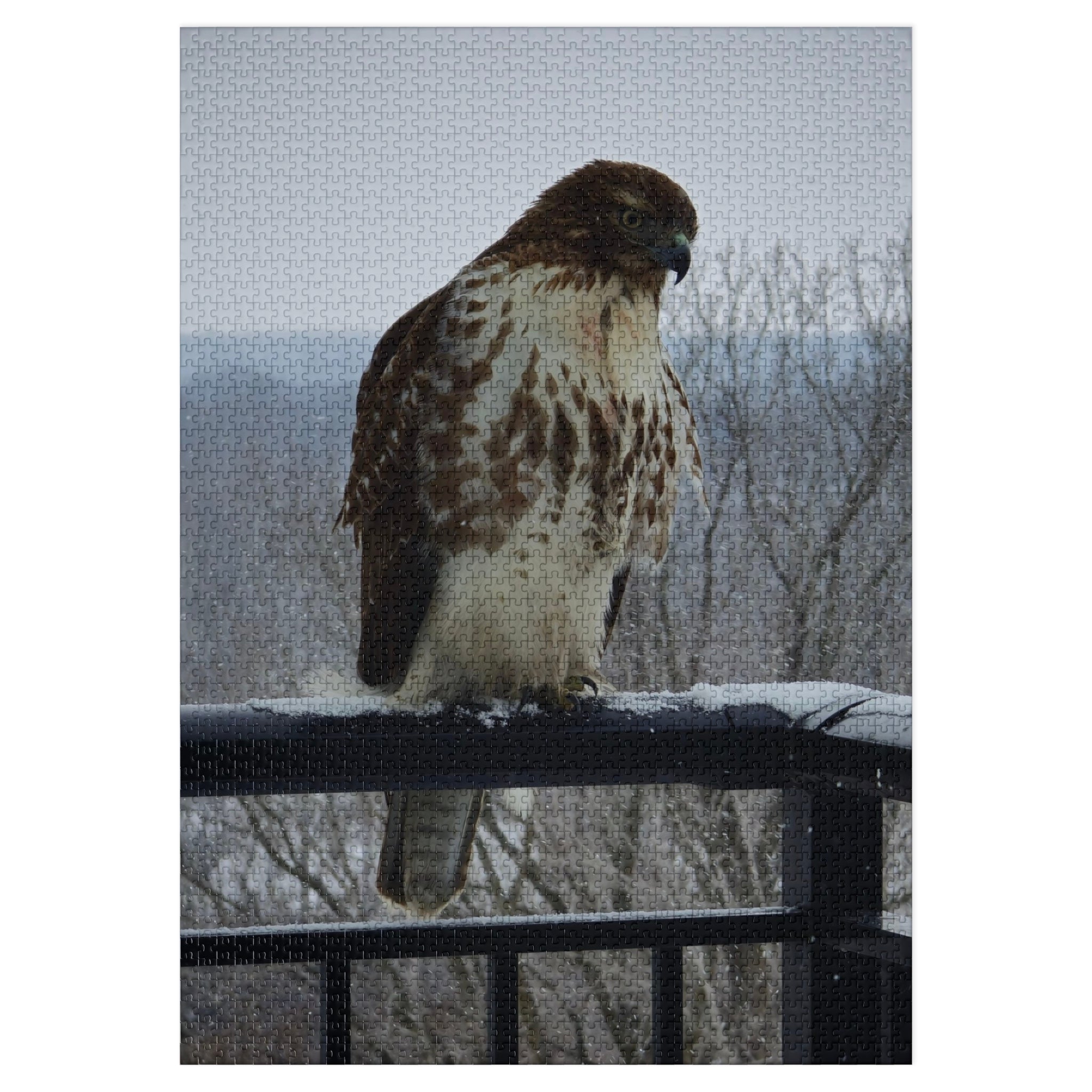 Red-Tailed Hawk Jigsaw Puzzle — Bird Photography Puzzle with Tin Gift Box